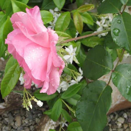 B&B Cascina Rossa อัสตี ภายนอก รูปภาพ